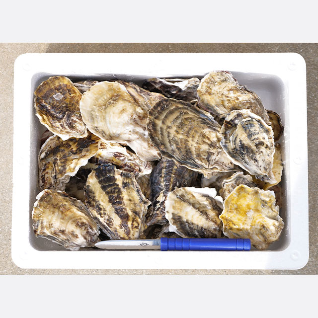全ての商品 :: 食品・飲料 :: 肉・魚 :: 瑞穂産牡蠣（大サイズ