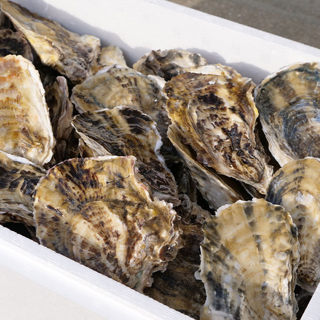 全ての商品 :: 食品・飲料 :: 肉・魚 :: 瑞穂産牡蠣（大サイズ
