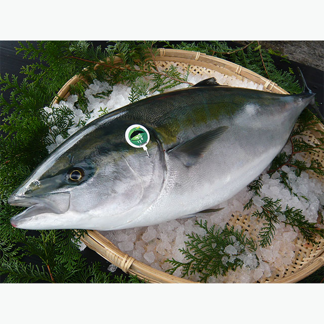 かぼすぶり Amazon.co.jp: 鮮魚 かぼすブリ 一本物 4.5-5.5kg 市場直送 大分