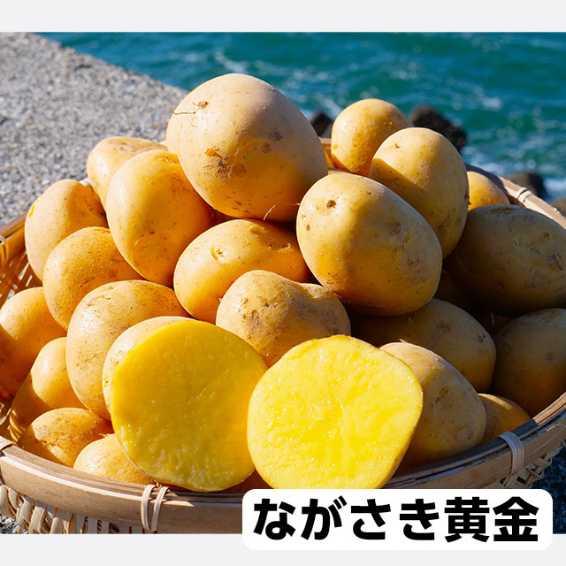 ナッツ②　新ジャガ(長崎黄金) Mサイズ25kg 5ed686ced2cba796026546ef0a912f