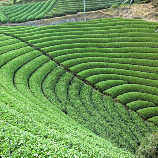 rollcake_003.jpg?1623659765114