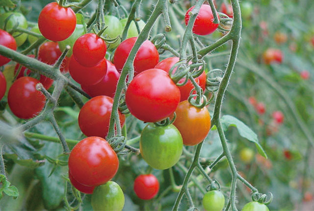 tomato_004.jpg?1623731640247